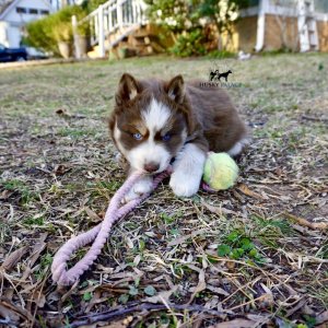 Blue Eyes Huskies