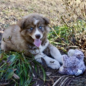 Cooper Siberian Huskies