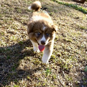 Cooper Siberian Huskies