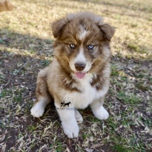 Cooper Siberian Huskies