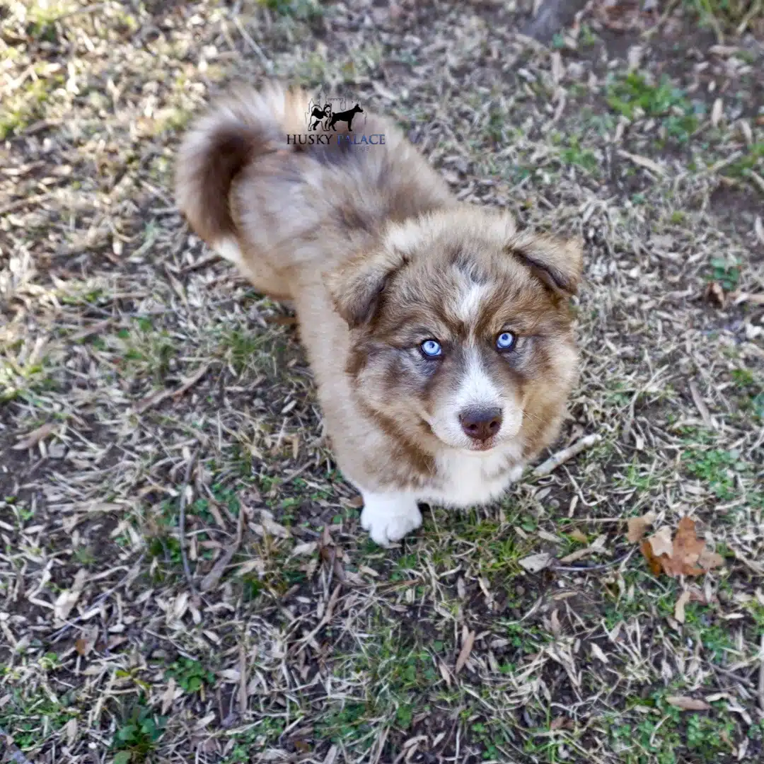 Cooper Siberian Huskies