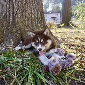 Copper Husky Puppy
