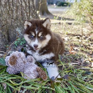 Copper Husky Puppy