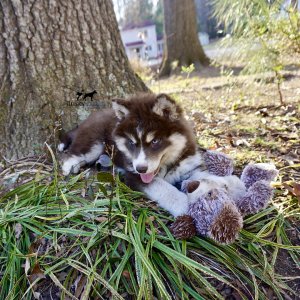 Copper Husky Puppy