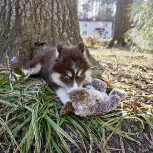 Copper Husky Puppy