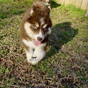Copper Husky Puppy