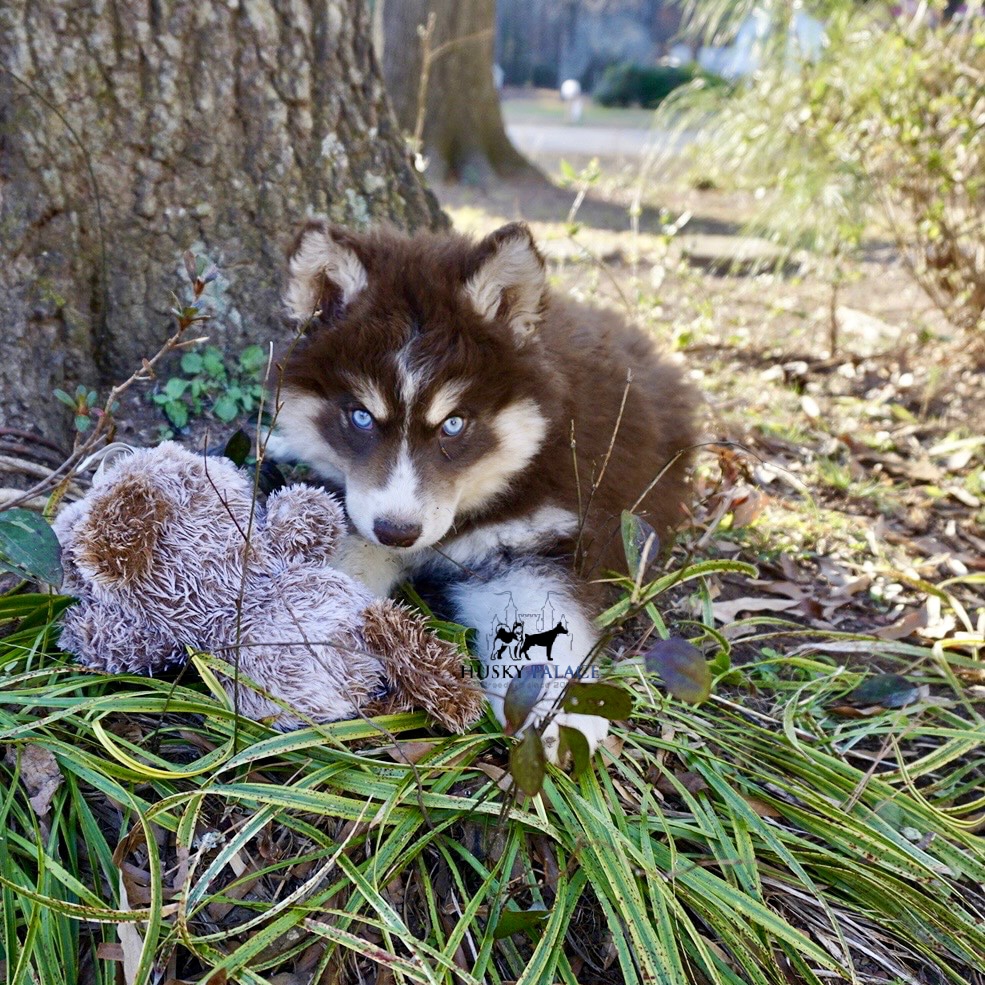 Copper Husky Puppy