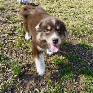 Copper Husky