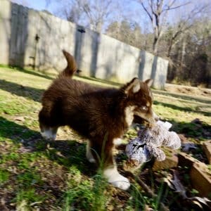 Copper Husky