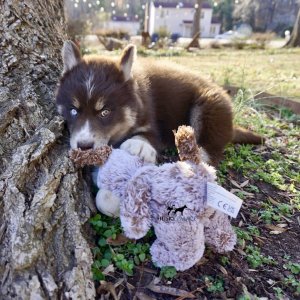 Copper Husky