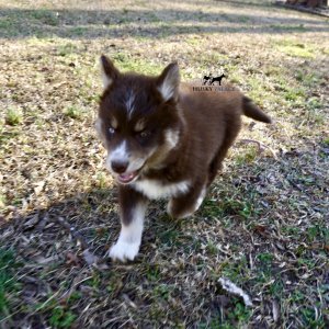 Copper Husky