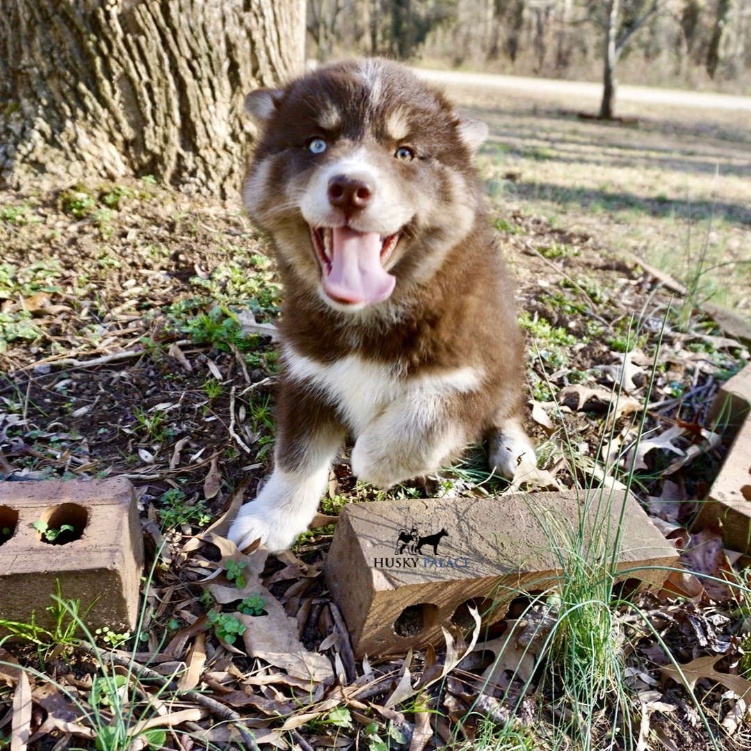 Copper Husky