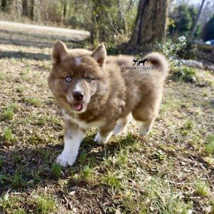 Copper Siberian Husky
