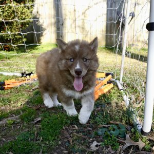 Copper Siberian Husky