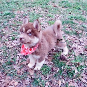 Copper Siberian Husky