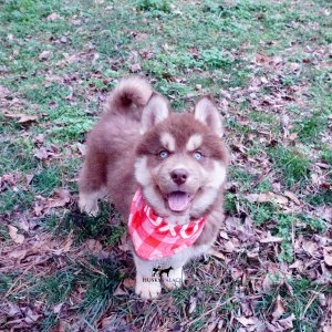 Copper Siberian Husky