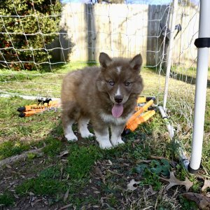 Copper Siberian Husky