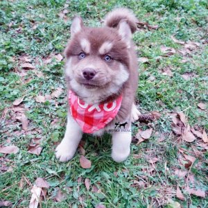 Copper Siberian Husky