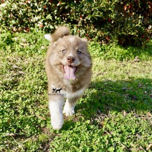 Copper Siberian Husky
