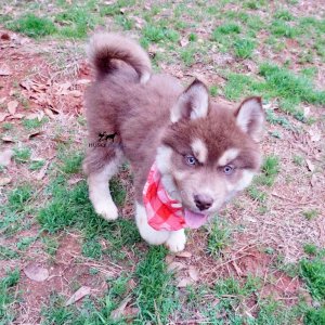 Copper Siberian Husky