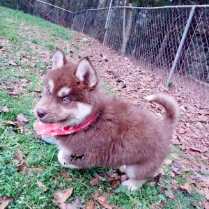 Copper Siberian Husky