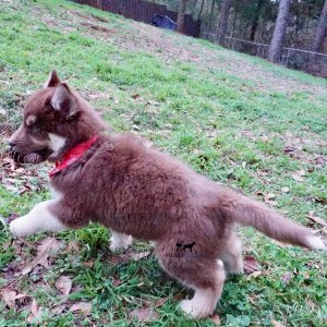 Copper Siberian Husky