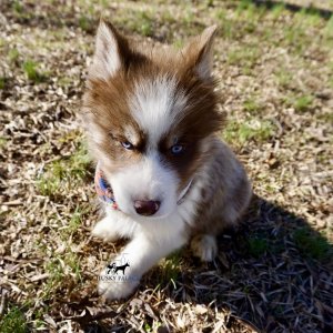 Husky Breeders