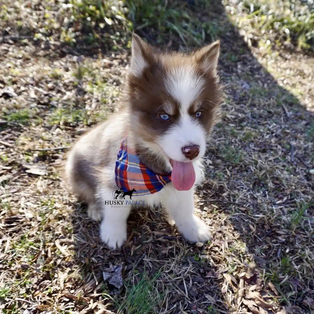 Husky Breeders