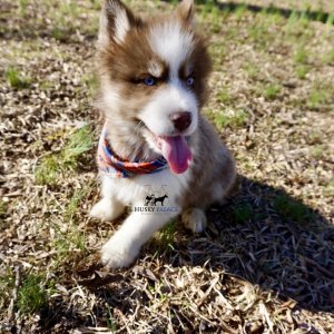Husky Breeders
