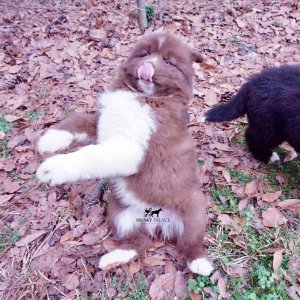 Husky Dog Breeders