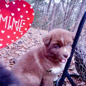 Husky Dog Breeders