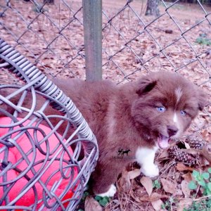 Husky Dog Breeders