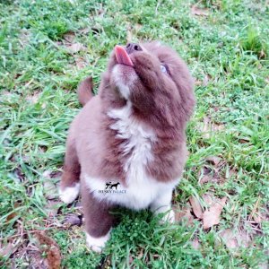 Husky Dog Breeders