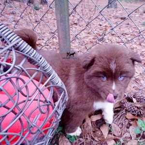 Husky Dog Breeders