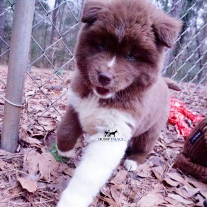 Husky Dog Breeders