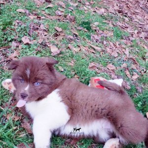 Husky Dog Breeders