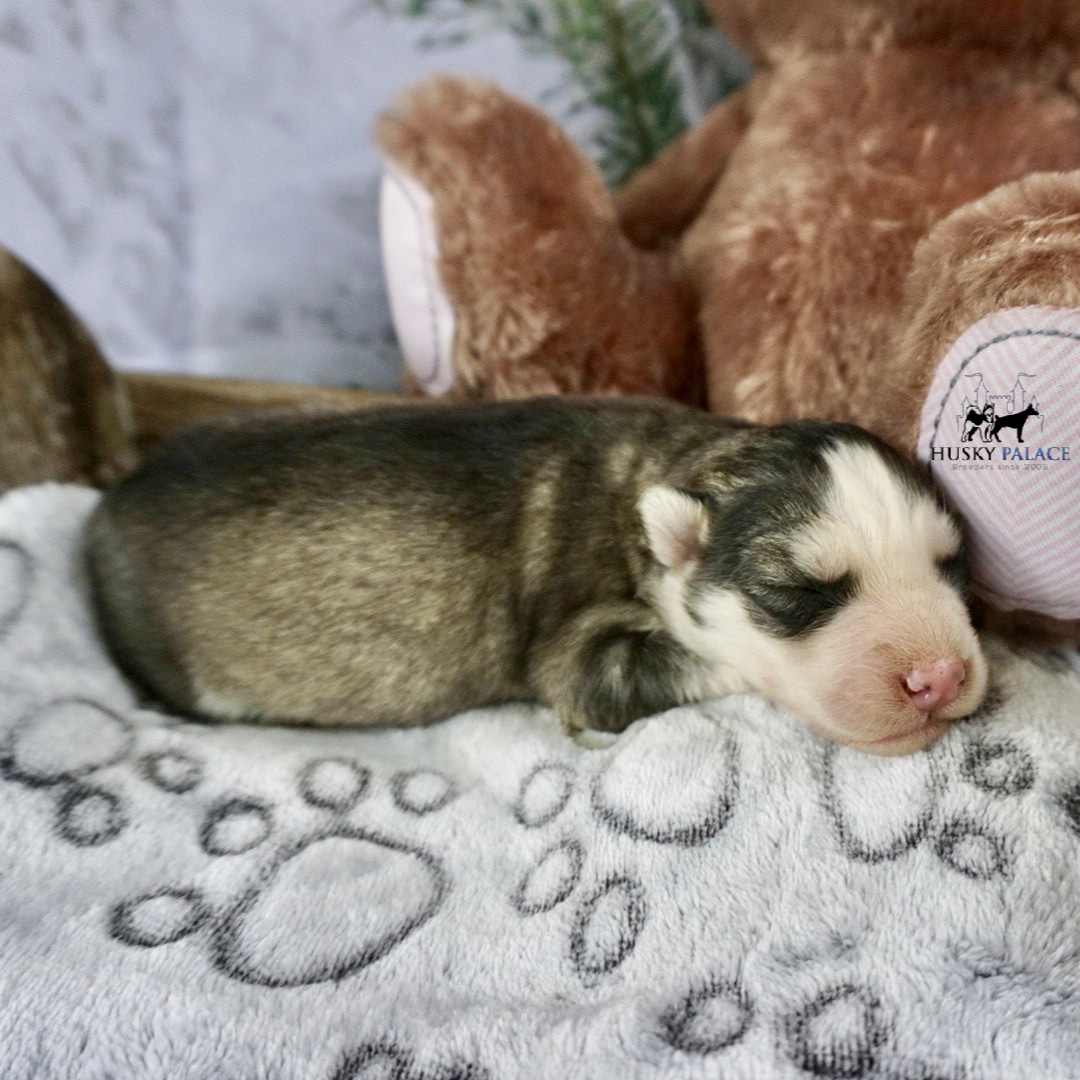 Husky litters