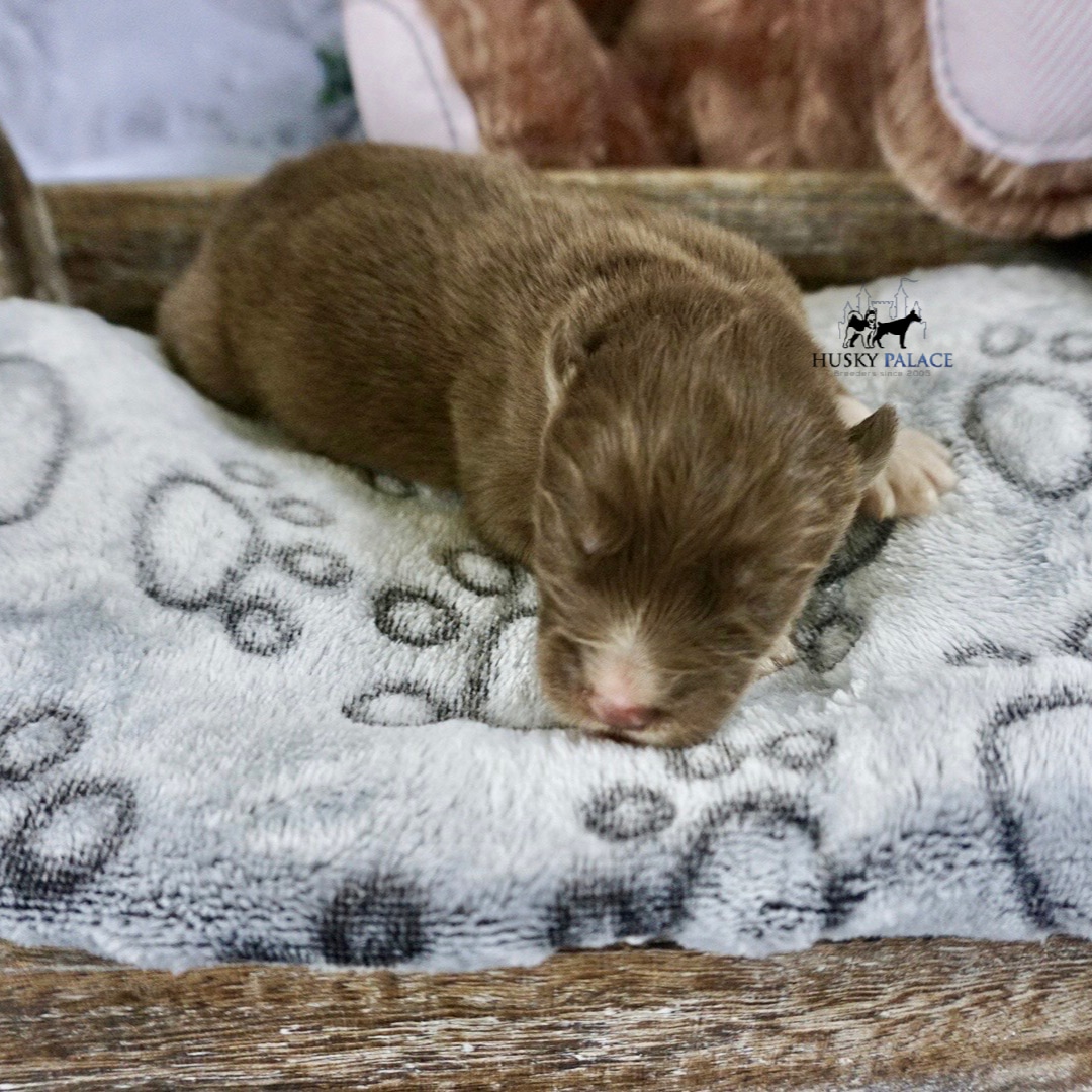 Husky litters