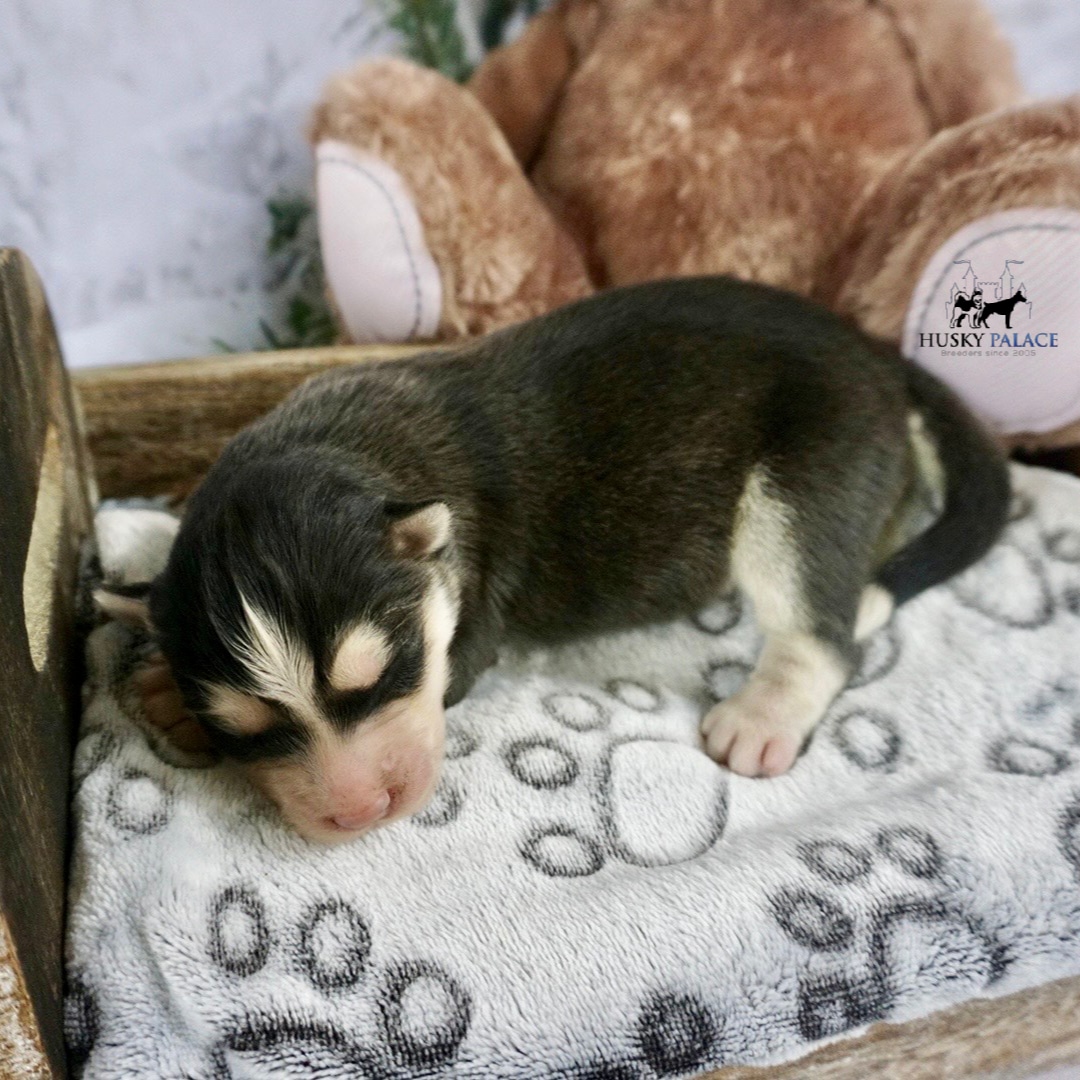 Husky litters