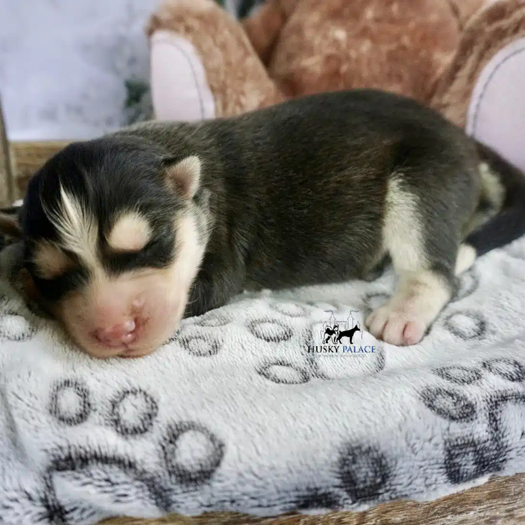 Husky litters