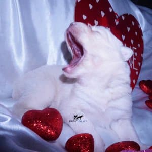 Husky