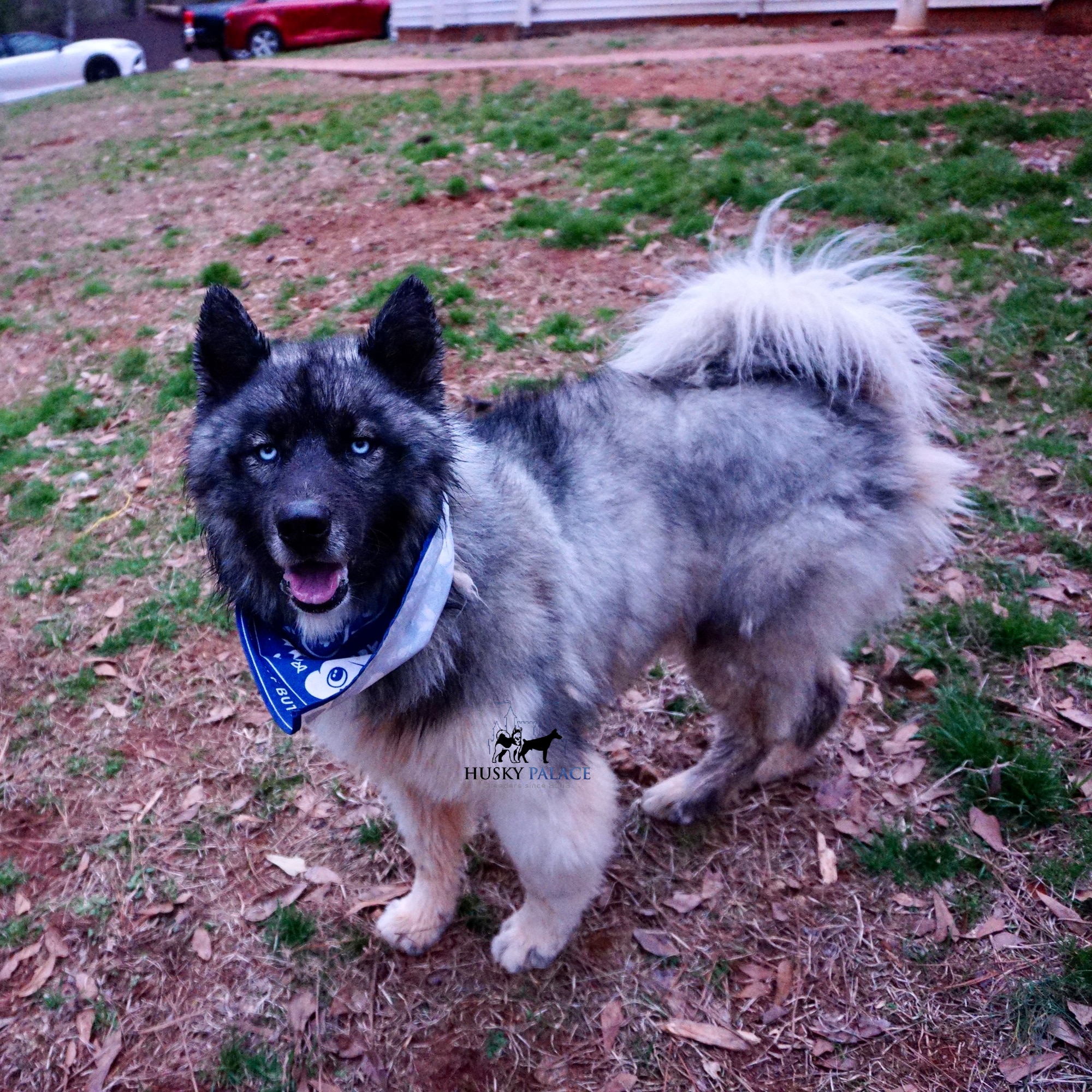 Siberian Huskies in Anderson, SC