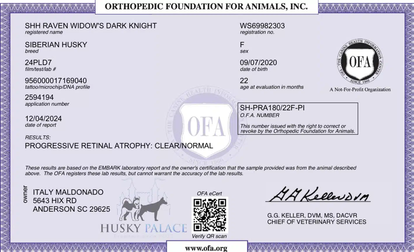 OFA Progressive Retinal Atrophy Raven OFA exam for Raven