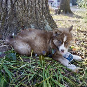 Plush Coat Husky