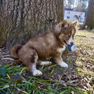 Plush Coat Husky