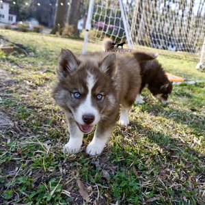 Plush Coat Husky