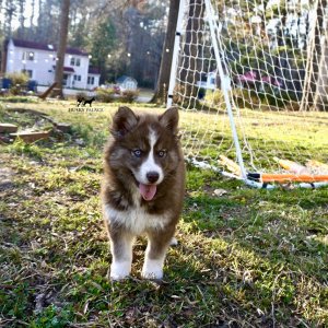 Plush Coat Husky