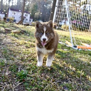 Plush Coat Husky