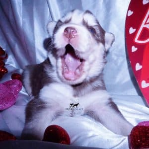 Purebred Husky Breeders