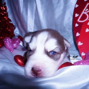 Purebred Husky Breeders